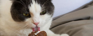 7 alimentos sorprendentemente comunes que son tóxicos para los gatos - Sweet Home