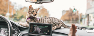La guía definitiva para viajar sin estrés con tu gato en coche - Sweet Home