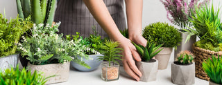 El cuidado de las plantas: consejos y trucos para plantas sanas y felices - Sweet Home
