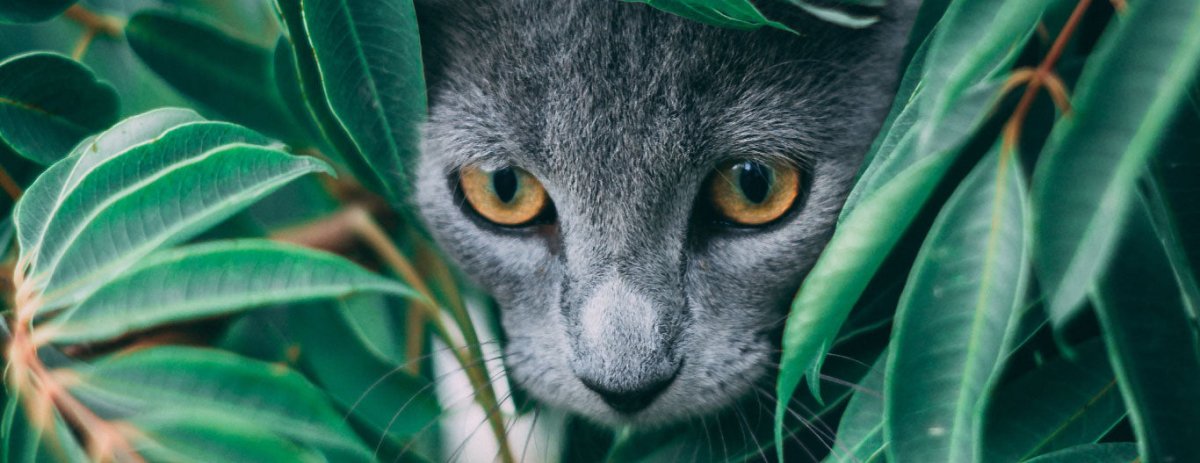Desentrañando el misterio: ¿Por qué los gatos tienen explosiones de energía? - Sweet Home
