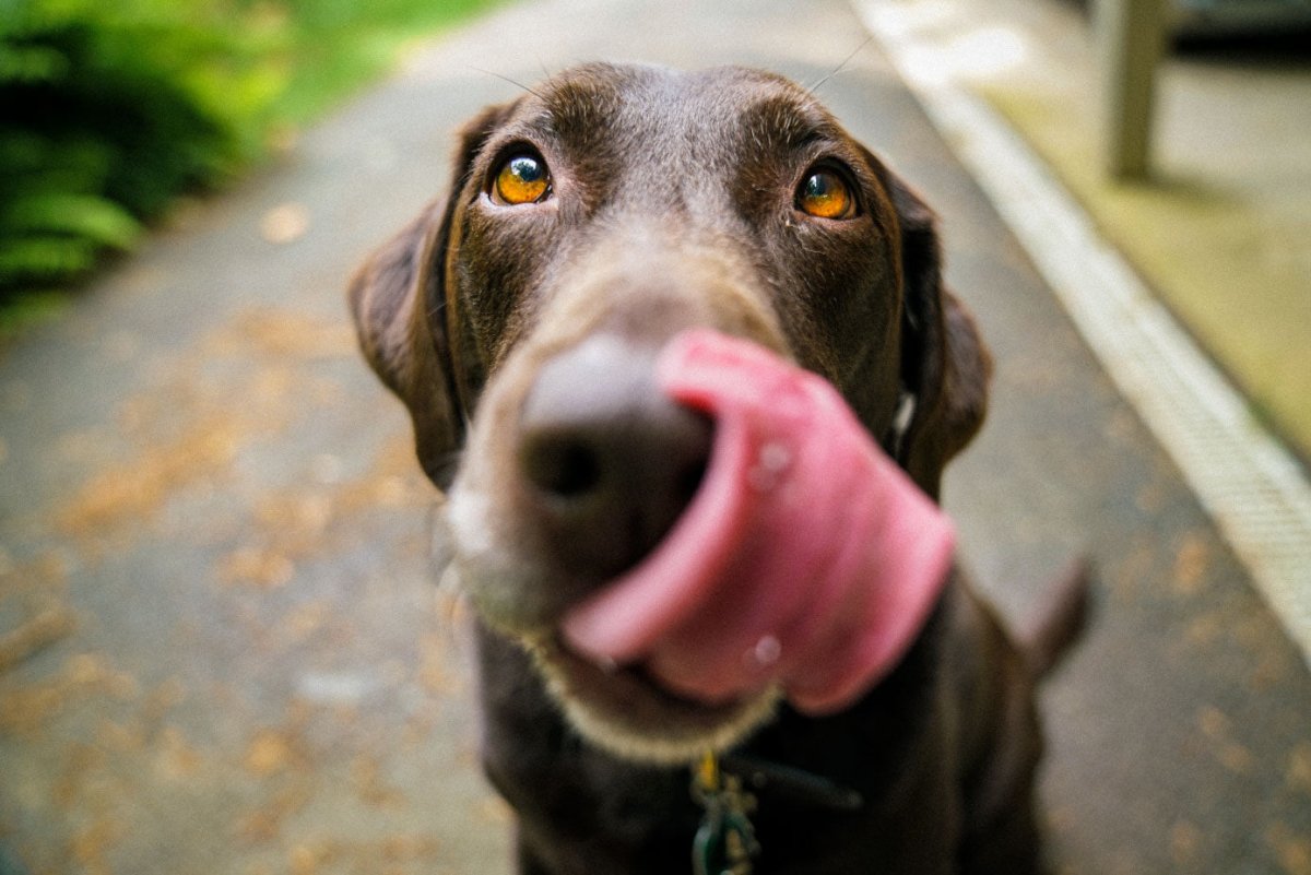 El estrés en los perros: Cómo identificarlo y manejarlo - Sweet Home