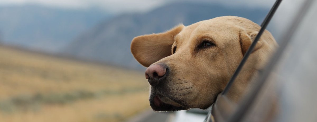 Rumbo a la Aventura: Viajar con Perros - Sweet Home