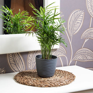 Maceta Wind Redonda 23 cm - Sweet Home