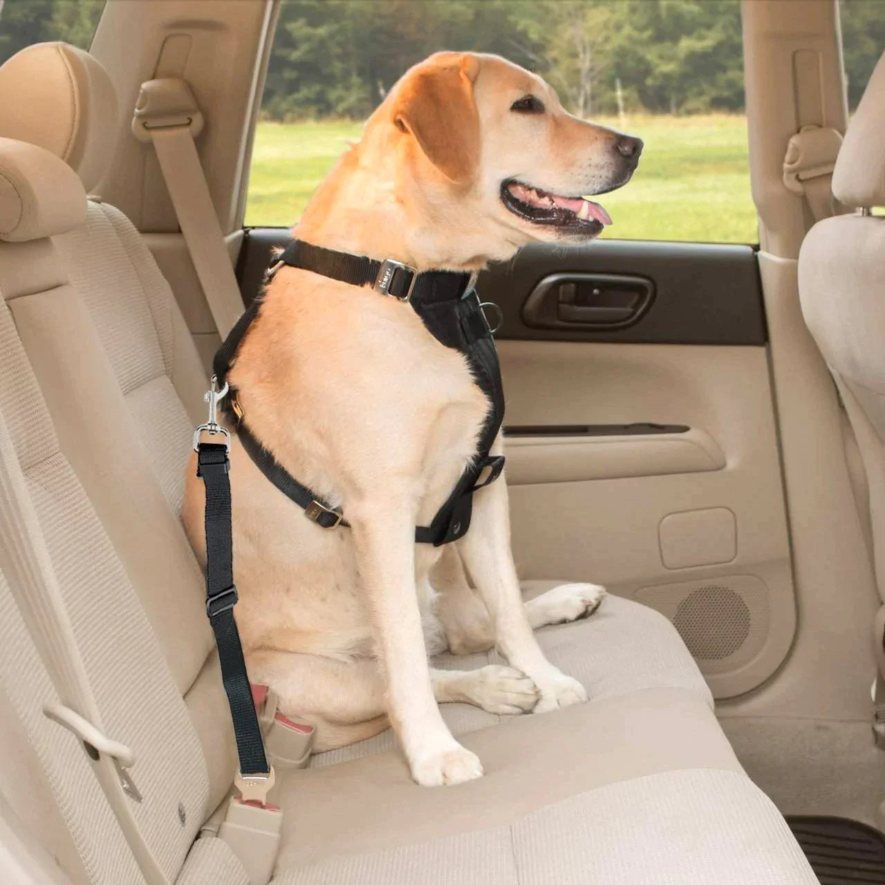 Perro labrador sentado de forma segura en el asiento trasero del coche con cinturón de seguridad negro ajustado al arnés - Sweet Home