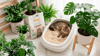 Arena de Tofu vs. Bentonita: ¿Por qué deberías dejar la arcilla de toda la vida? - Sweet Home