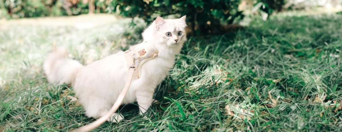 Aventuras Felinas: Cómo Enseñar a tu Gato a Pasear con Correa - Sweet Home