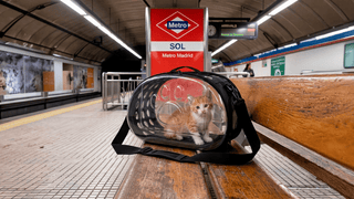 Cómo viajar con mascota en el Metro de Madrid: Guía Completa 2026 - Sweet Home