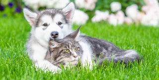 Consejos para tus mascotas en esta primavera - Sweet Home