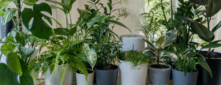 Descubre el Sabor Fresco en tu Propio Jardín: Cultivo de Plantas Comestibles - Sweet Home