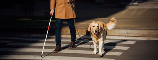 El papel fundamental de los perros en terapias y asistencia a personas con discapacidades - Sweet Home