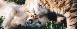 El Poder Terapéutico de las Mascotas: Cómo Contribuyen al Bienestar Mental - Sweet Home