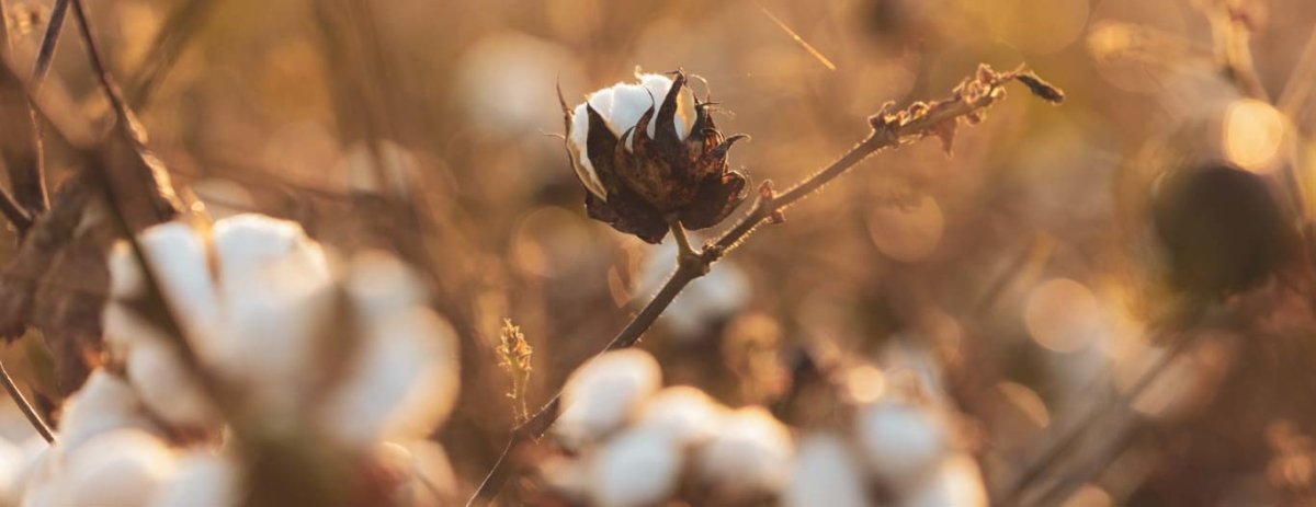 La Transformación del Algodón: De la Semilla a la Sostenibilidad - Sweet Home