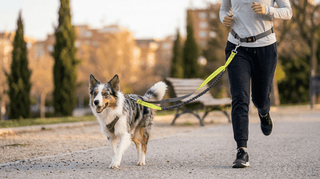 Ley de Bienestar Animal y Seguros para Perros: Lo que debes tener al día en 2026 - Sweet Home