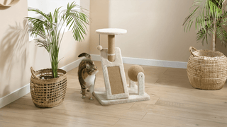 ¿Por qué tu gato necesita un rascador? (Y cómo elegir el ideal para su bienestar) - Sweet Home