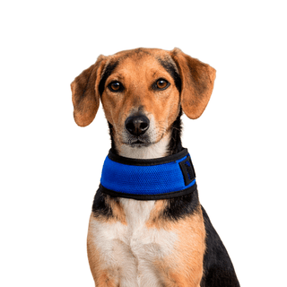 Collar Refrigerante para Perros y Gatos - Gel Frío - Sweet Home