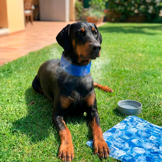 Collar Refrigerante para Perros y Gatos - Gel Frío - Sweet Home