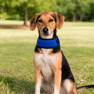 Collar Refrigerante para Perros y Gatos - Gel Frío - Sweet Home