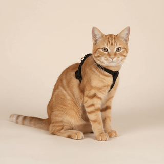 Kit de arnés y correa para gato - Sweet Home
