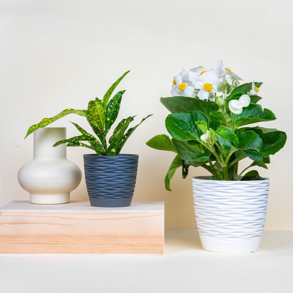 Maceta Wind Cuadrada 17 cm - Sweet Home