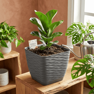 Maceta Wind Cuadrada con Plato 17 cm - Acabado Mate y Plástico Reciclado - Sweet Home