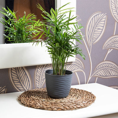 Maceta Wind Redonda 23 cm - Sweet Home