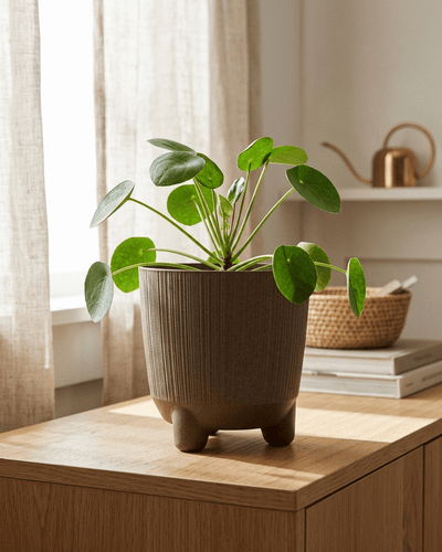 Macetero Eco Wood 4 L con patas maceteros Maceta - Sweet Home