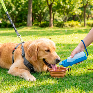 Pack Paseo y Viaje Perros: Correa Manos Libres + Bebedero - Sweet Home