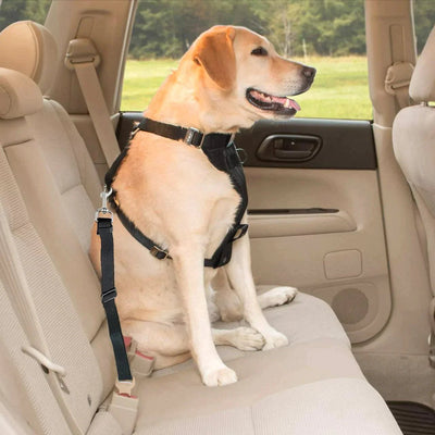 Perro labrador sentado de forma segura en el asiento trasero del coche con cinturón de seguridad negro ajustado al arnés - Sweet Home