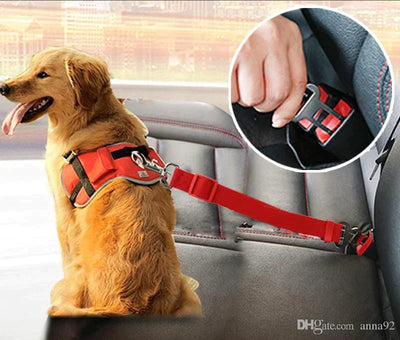 Perro labrador sentado de forma segura en el asiento trasero del coche con cinturón de seguridad negro ajustado al arnés - Sweet Home